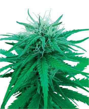 Ruderalis Indica > Sensi Seeds | Autoflowering Hanfsamen  |  Indica